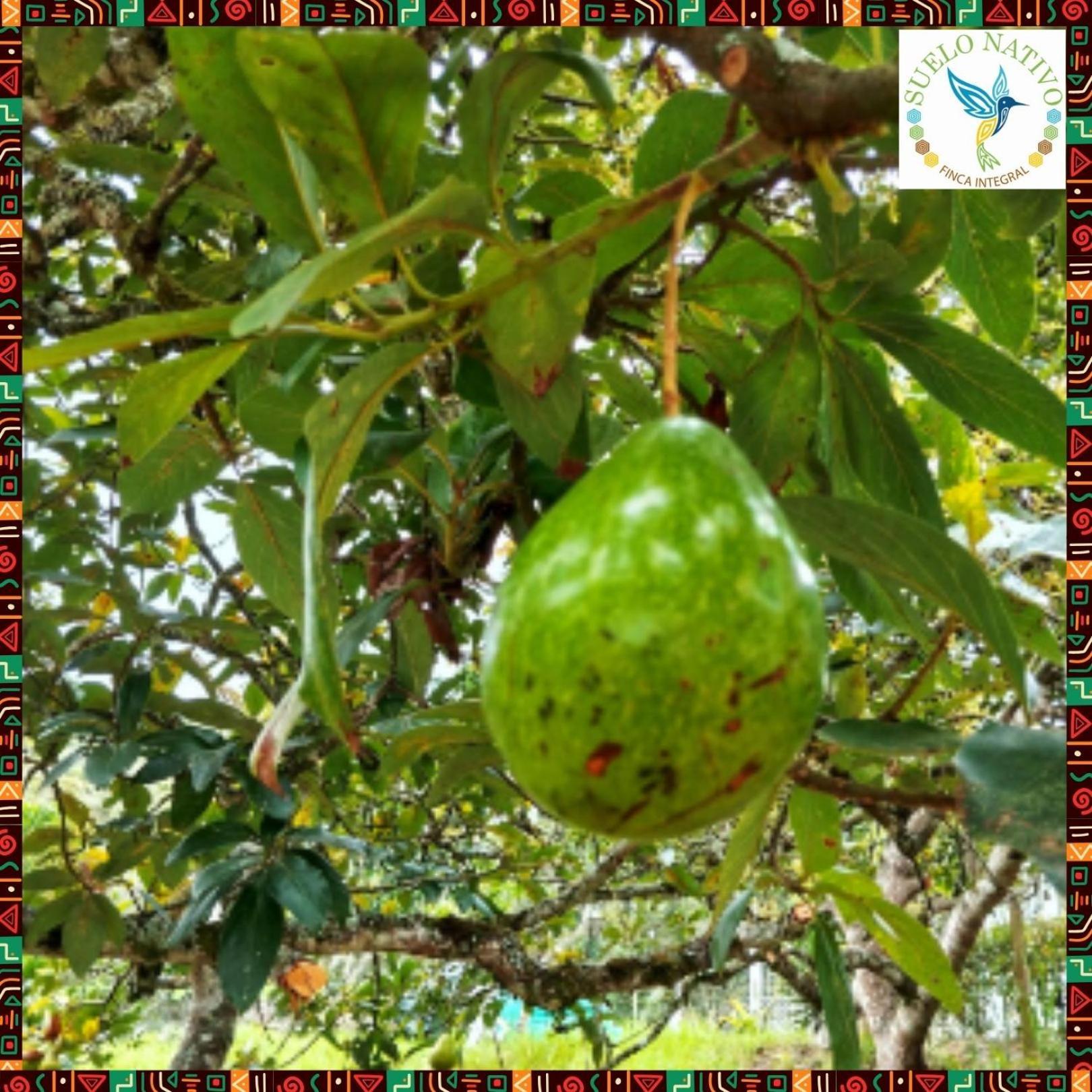 Hotel Finca Integral Suelo Natiivo "Integramos El Campo Con Tu Bienestar" 과두아스 외부 사진