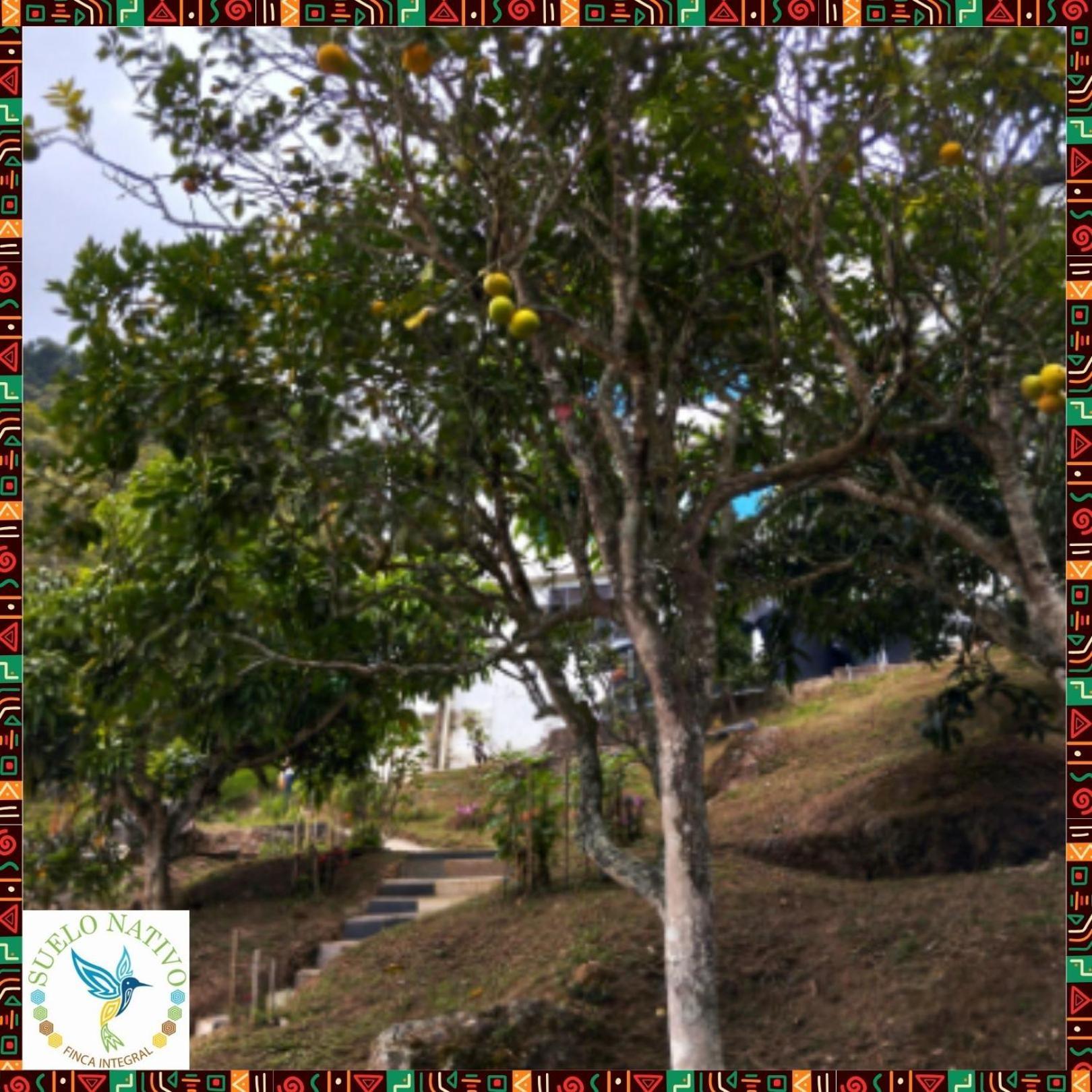 Hotel Finca Integral Suelo Natiivo "Integramos El Campo Con Tu Bienestar" 과두아스 외부 사진
